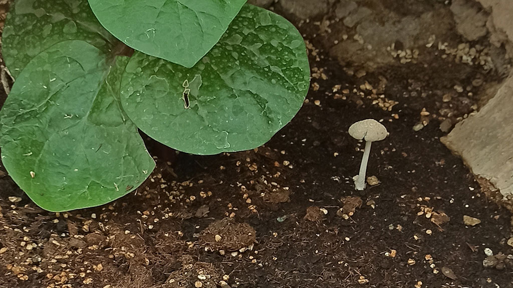 قارچ ها و بیماری قارچی