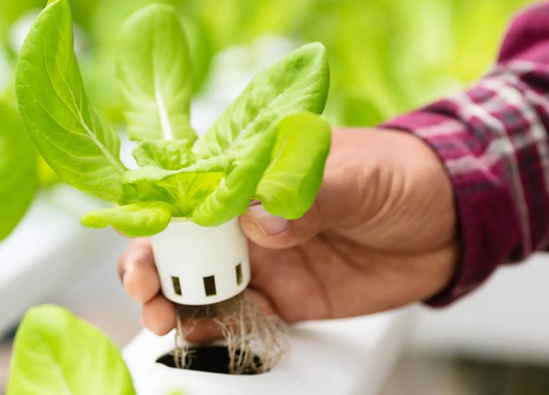 هیدروپونیک گل و گیاه