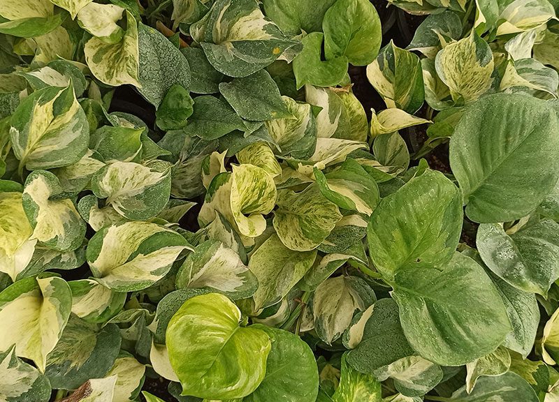 پتوس منجولا