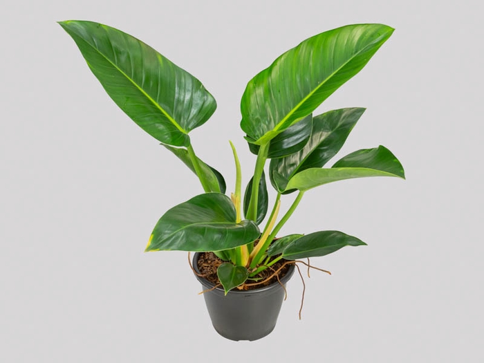 philodendron million