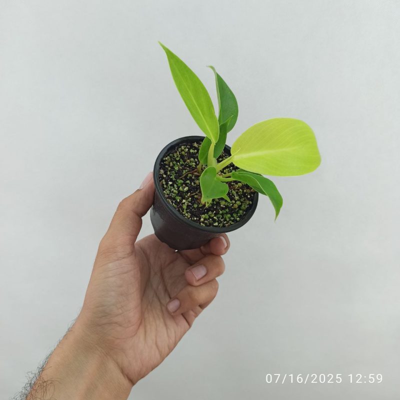 فیلودندرون نئون (#)