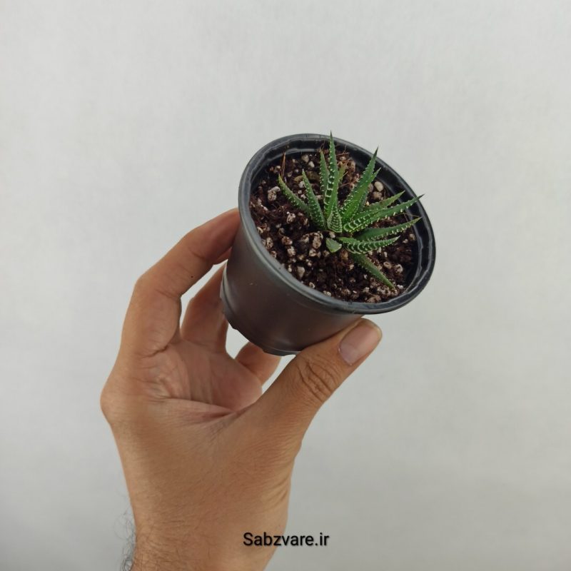 هاورتیا (17400)