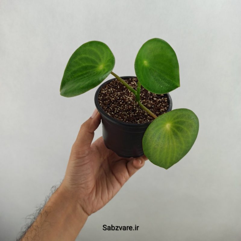 پپرومیا قطره باران (17390)