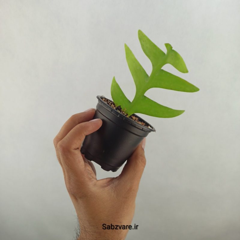 اپیفیلوم برگ سرخسی (17373)