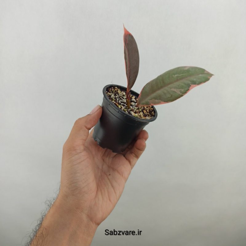 فیکوس شرابی (17461)