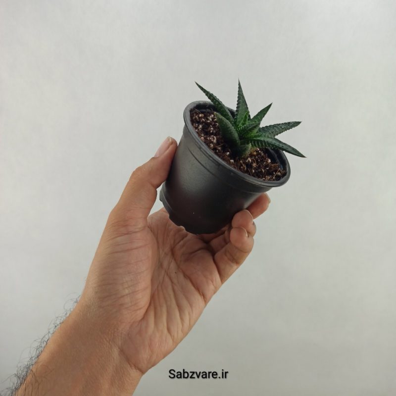 هاورتیا (17443)