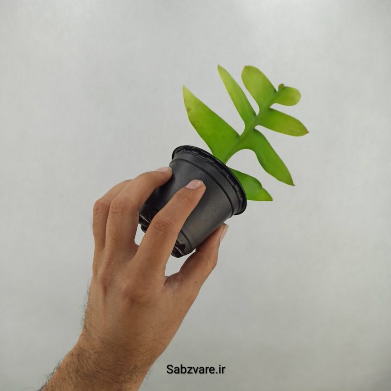 اپیفیلوم برگ سرخسی (17434)