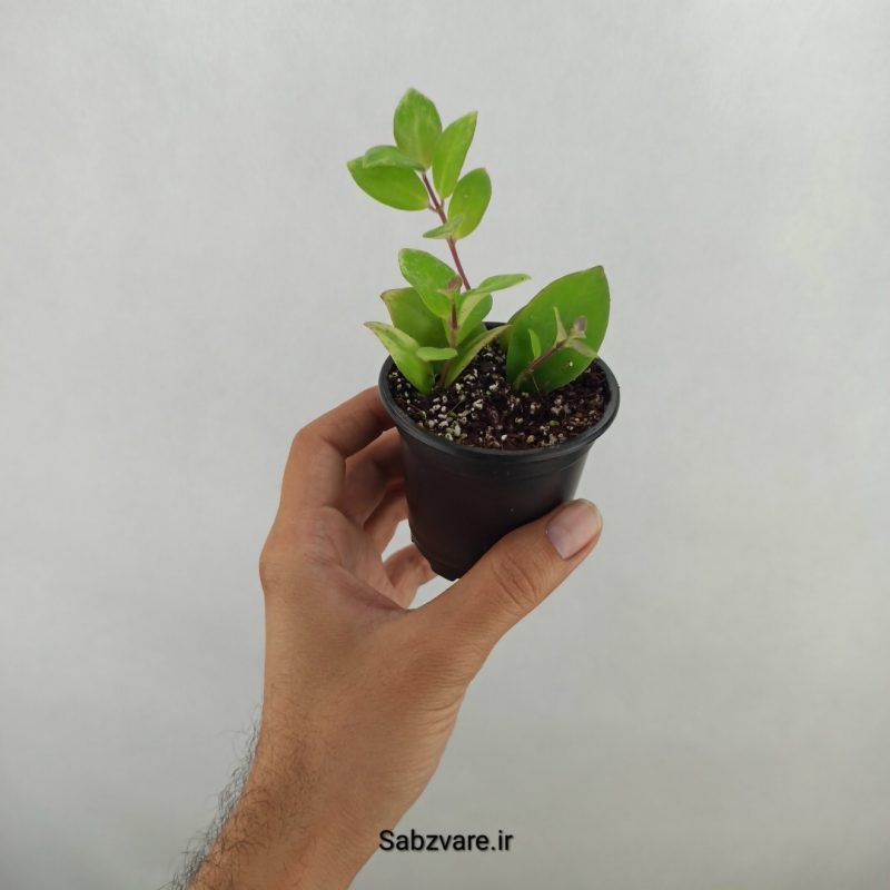 آشیانتوس رژ لبی ابلق (17430)