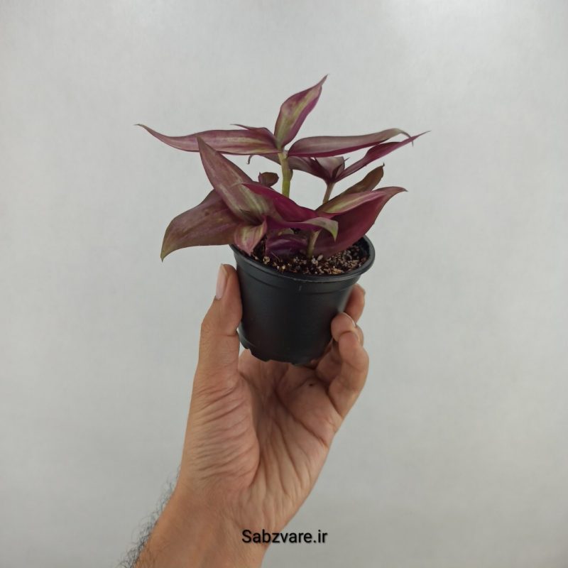 برگ بیدی پوست پیازی (17429)