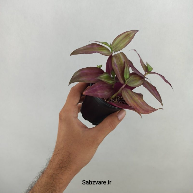 برگ بیدی پوست پیازی (17410)