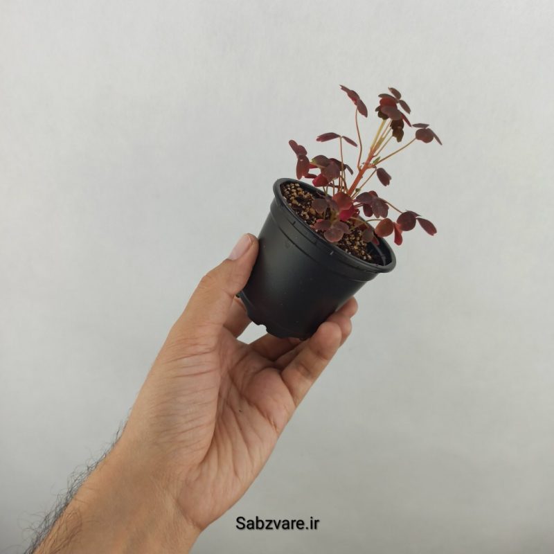 اگزالیس مینیاتوری (17486)