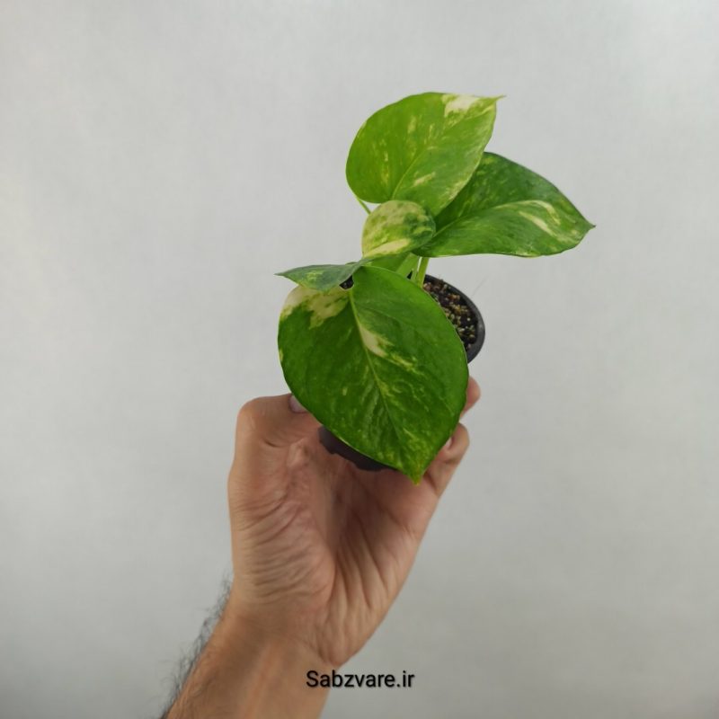 پتوس ابلق (17481)