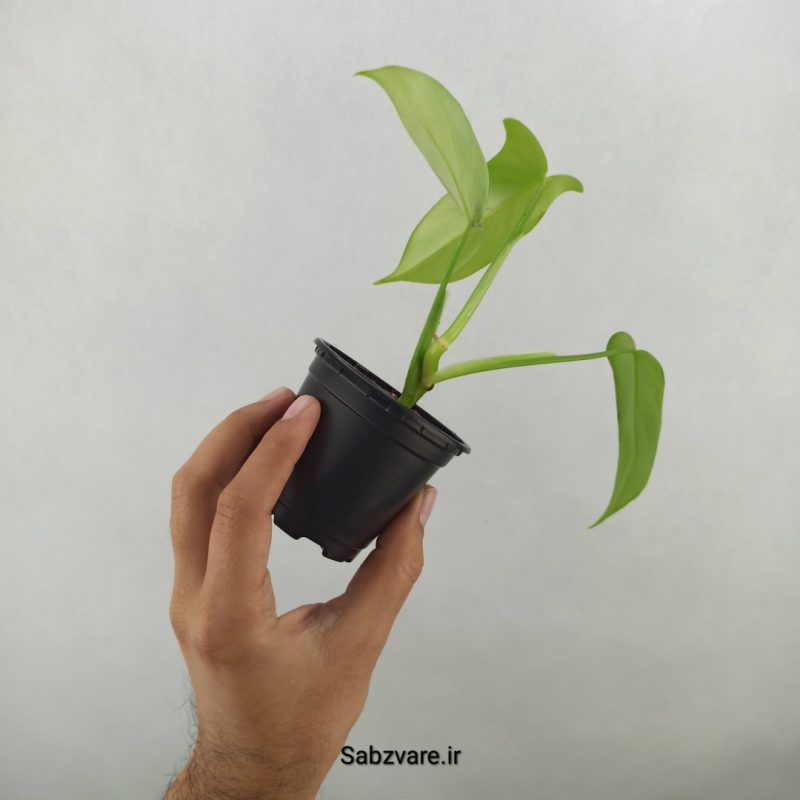 فیلودندرون برگ ویولونی (17472)