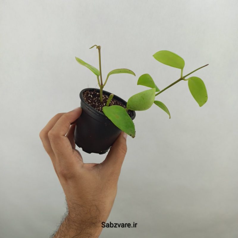 هویا دیپترا (17503)