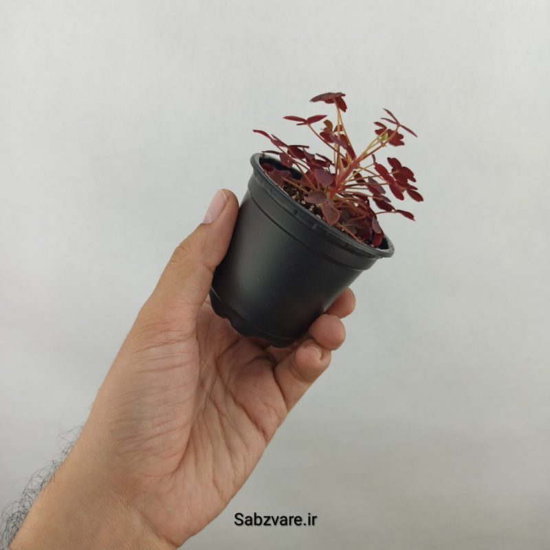 اگزالیس مینیاتوری (17515)