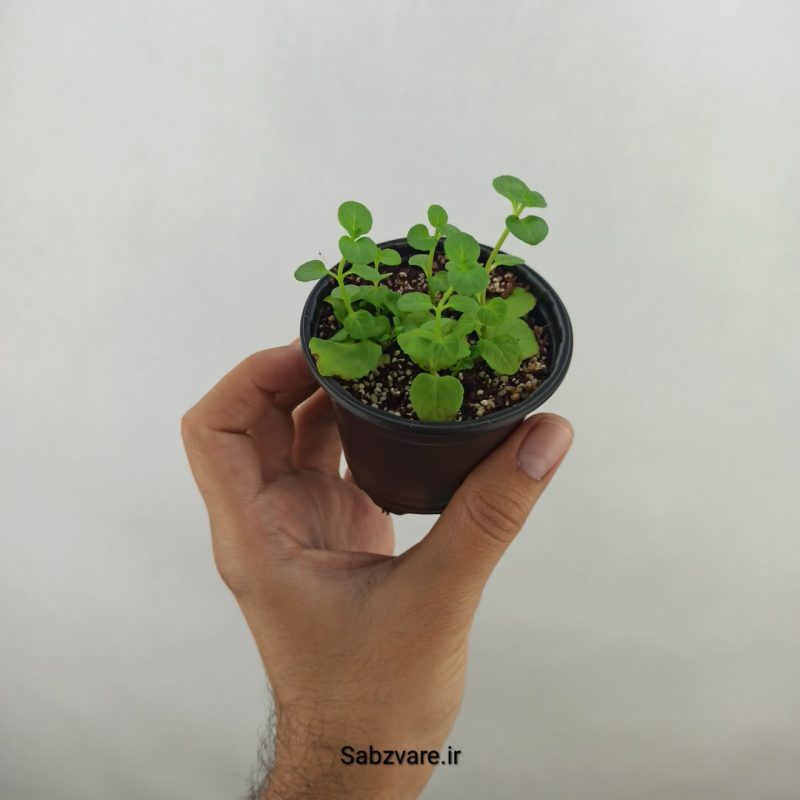 نعنا سیب (17536)