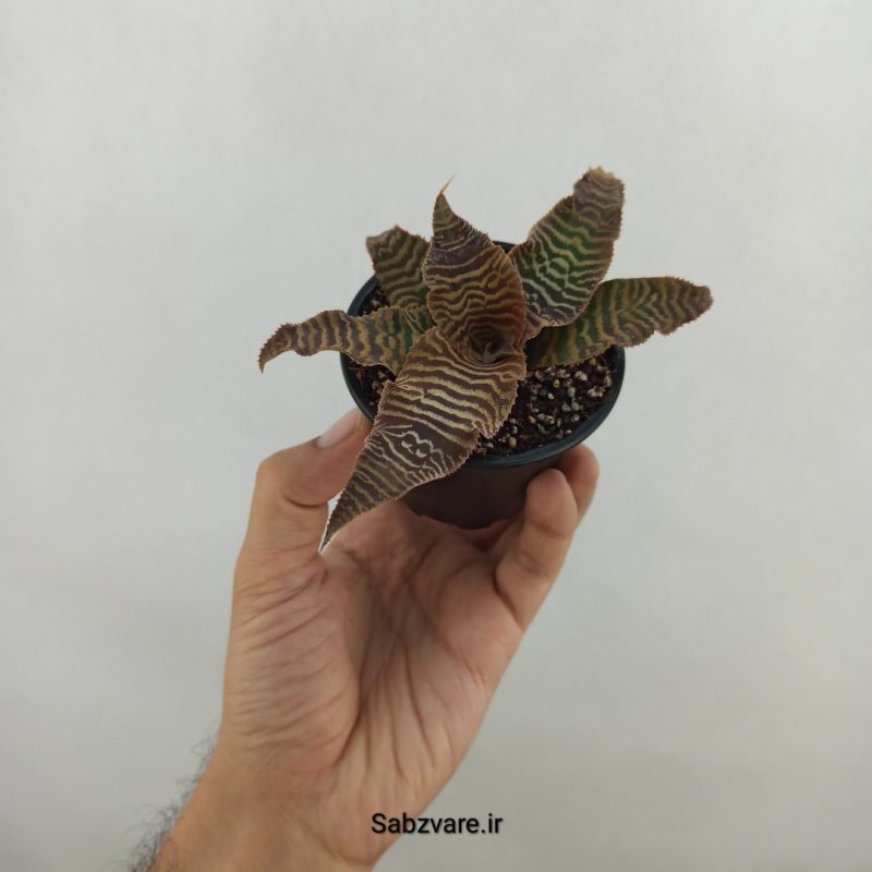 کریپتانتوس فوستریانوس (17543)