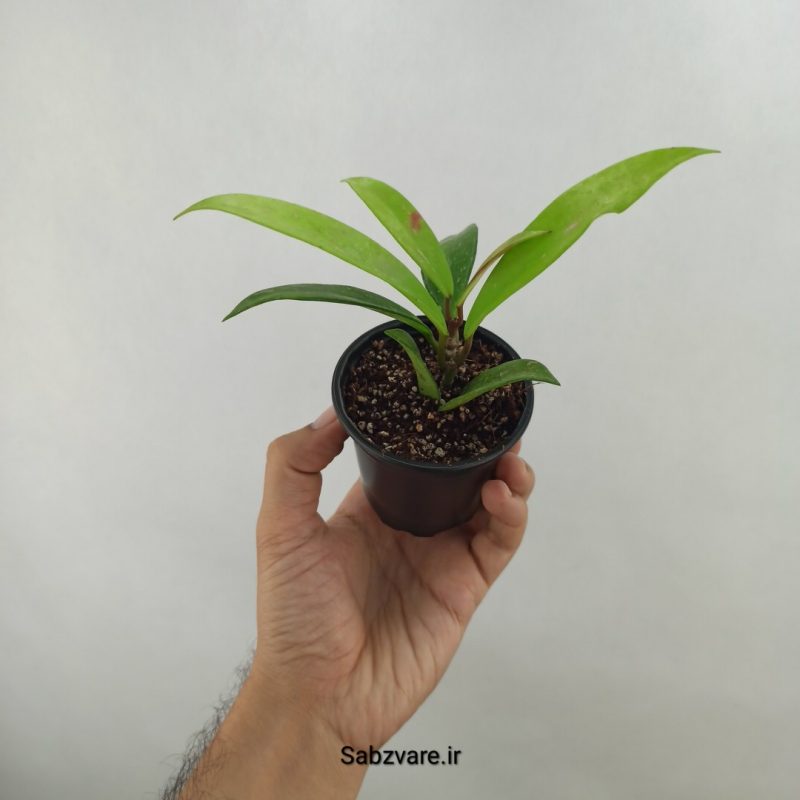 هویا پابیکالیکس (17541)