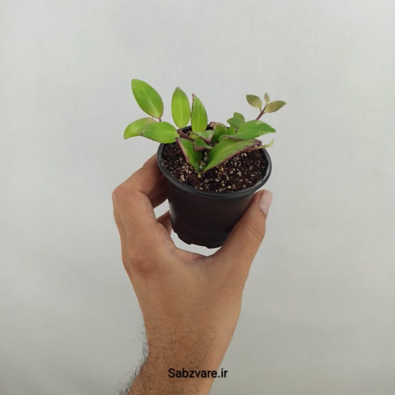 آشیانتوس رژ لبی ابلق (17570)