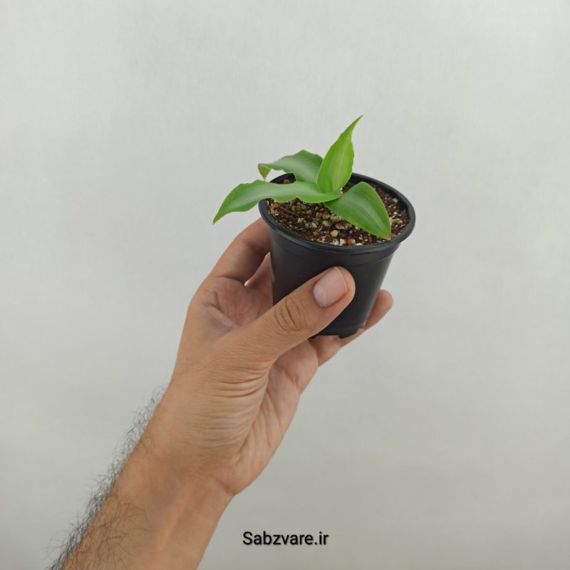 ستاره درخشان (17569)