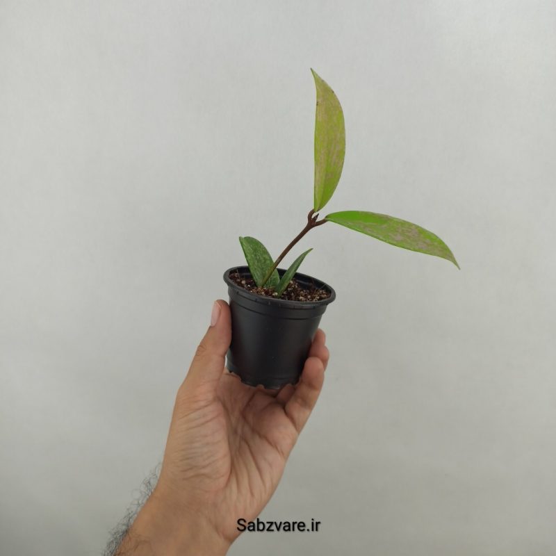 هویا پابیکالیکس اسپلش (17568)