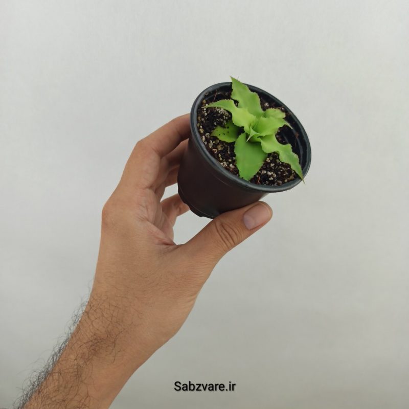 کریپتانتوس سبز (17556)