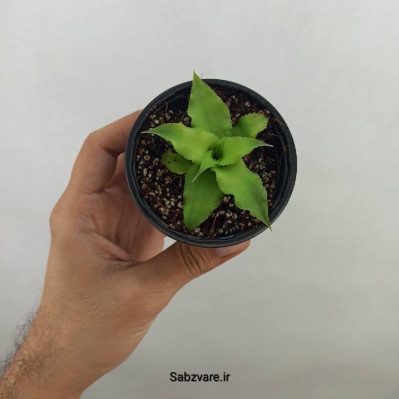 کریپتانتوس سبز (17556)