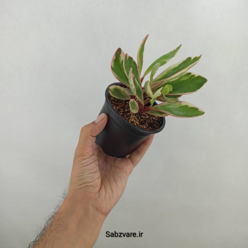 قاشقی شرابی (17555)