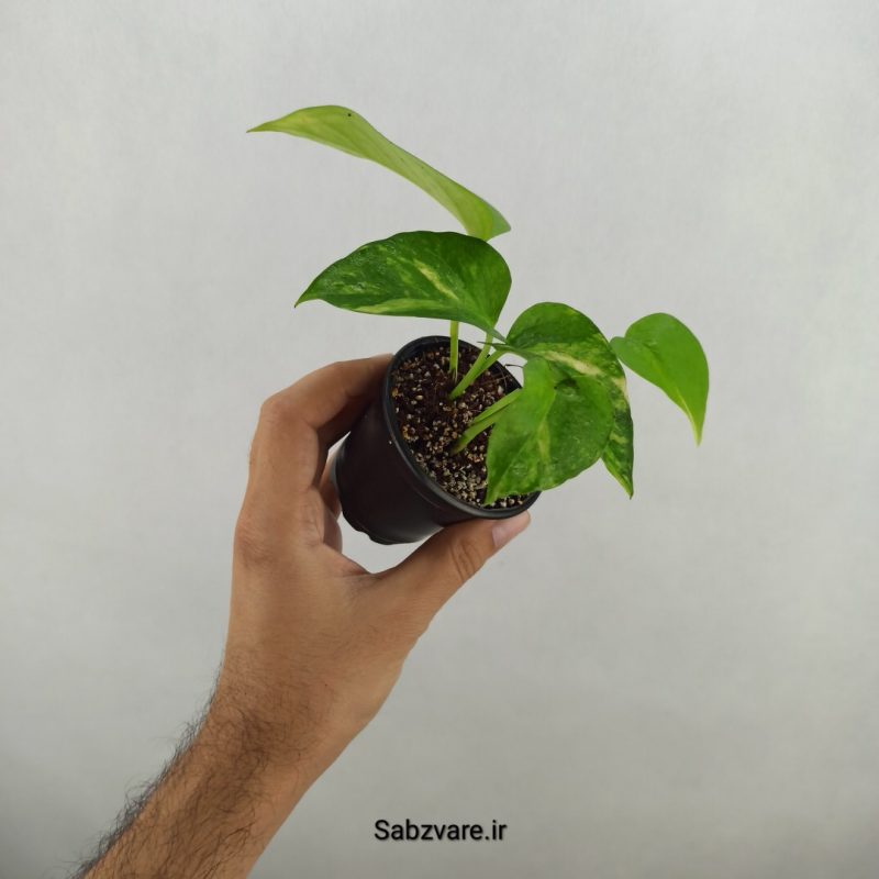 پتوس ابلق (17594)