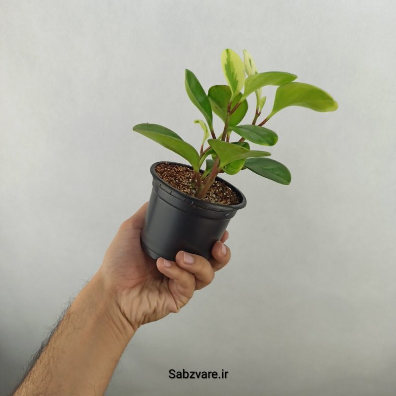 قاشقی ابلق (17593)