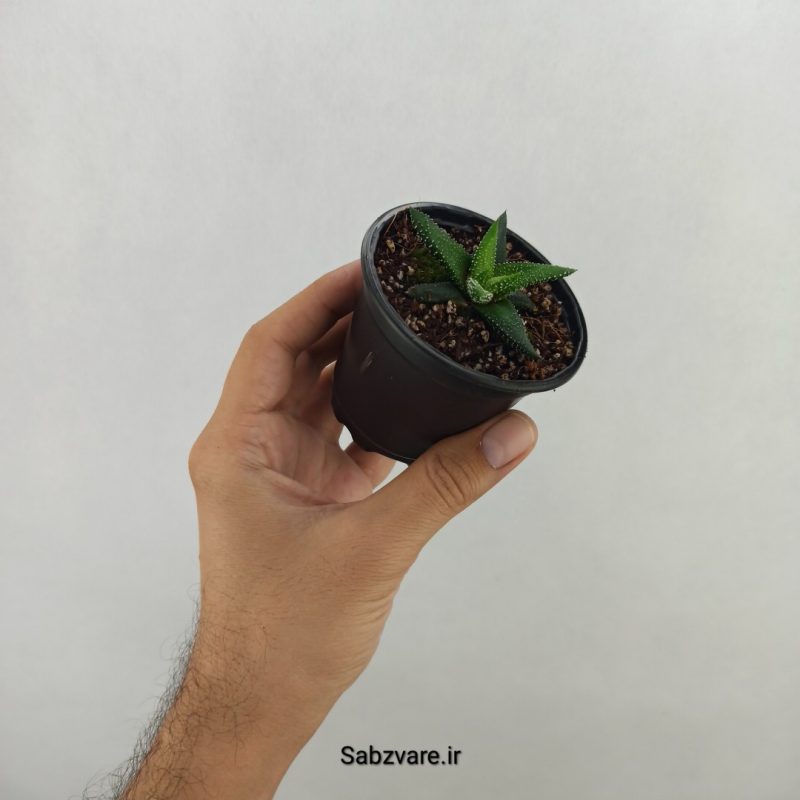 هاورتیا (17590)