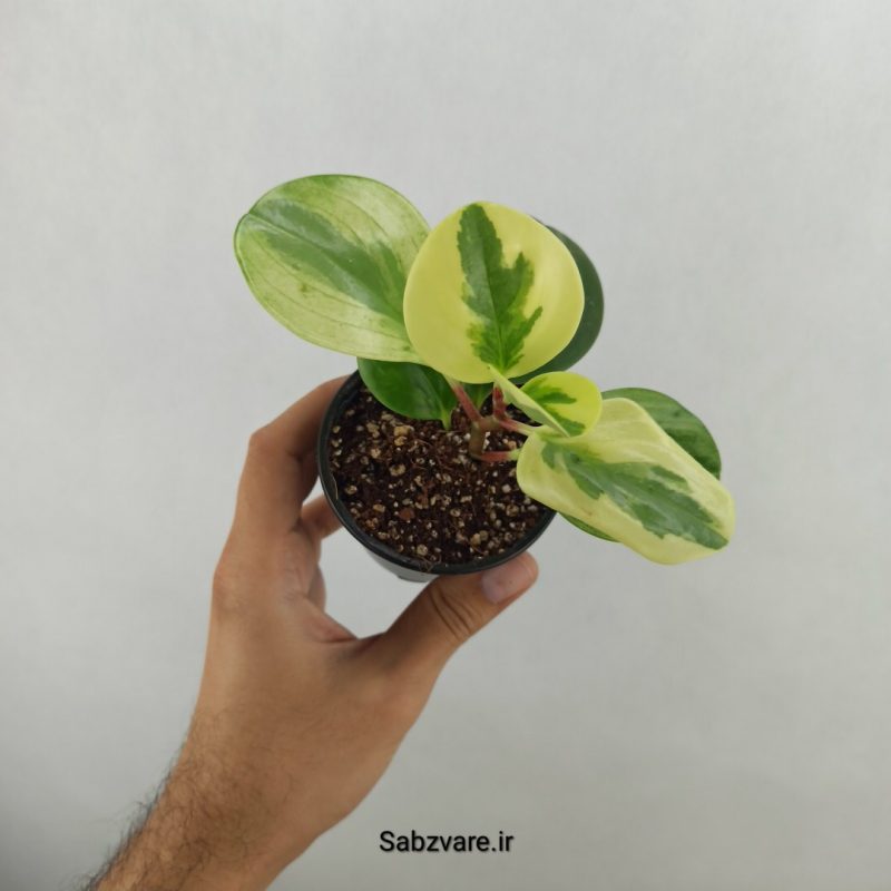 قاشقی ابلق (17586)