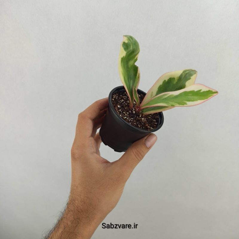 قاشقی شرابی (17585)