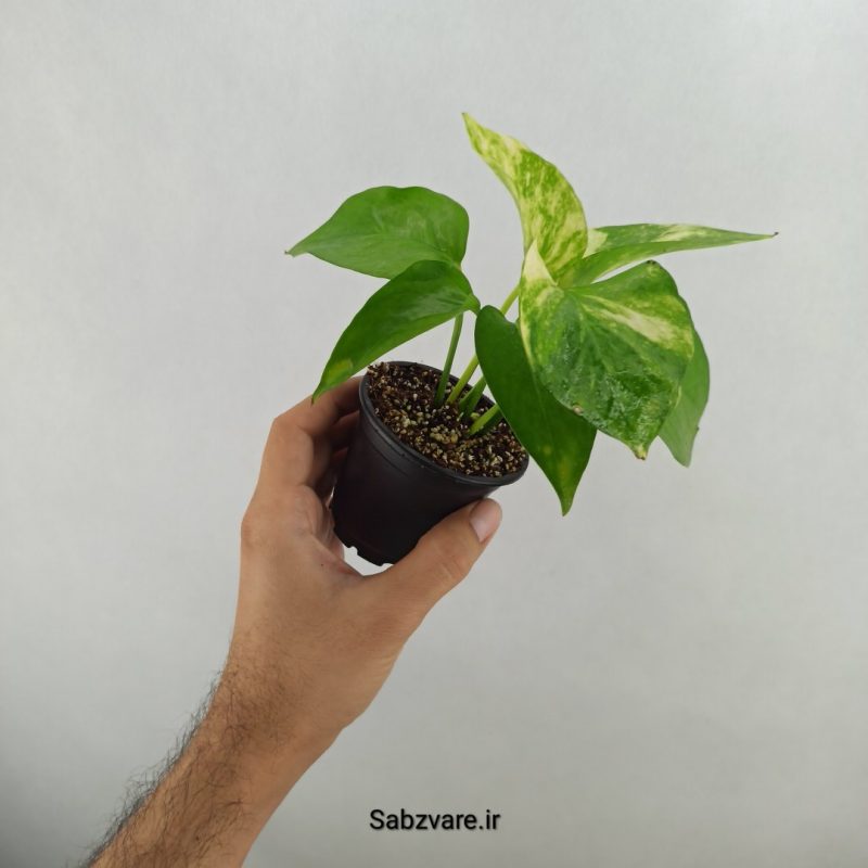 پتوس ابلق (17580)