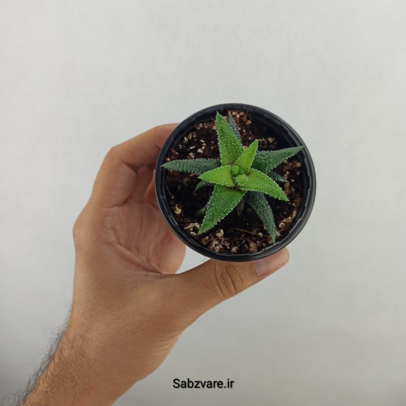 هاورتیا (17578)