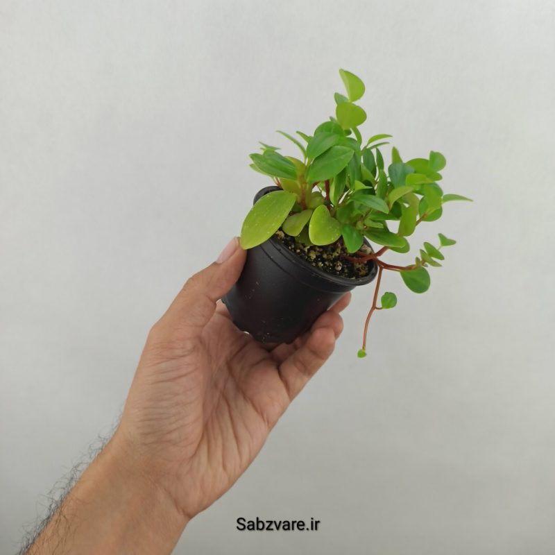 قاشقی مینیاتوری (17616)