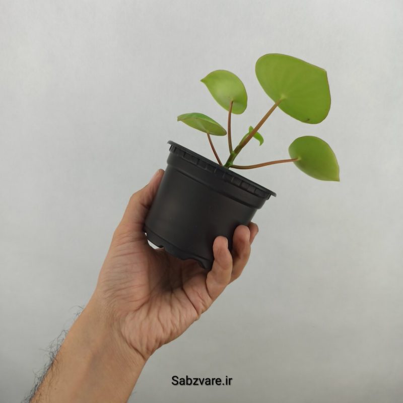 پپرومیا قطره باران (17608)