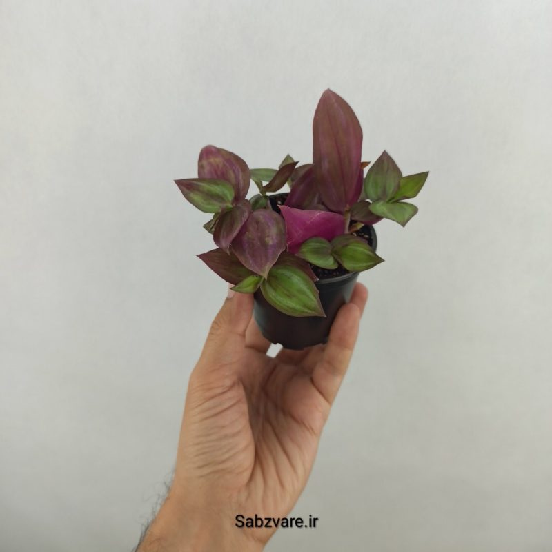 برگ بیدی پوست پیازی (17627)