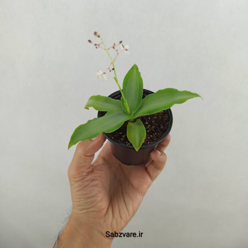 ستاره درخشان (17625)