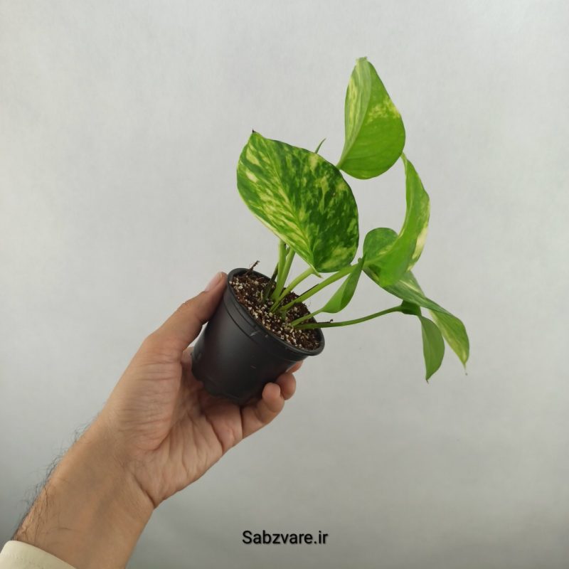 پتوس ابلق (17641)