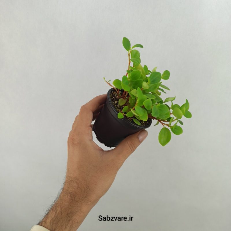 قاشقی مینیاتوری (17639)