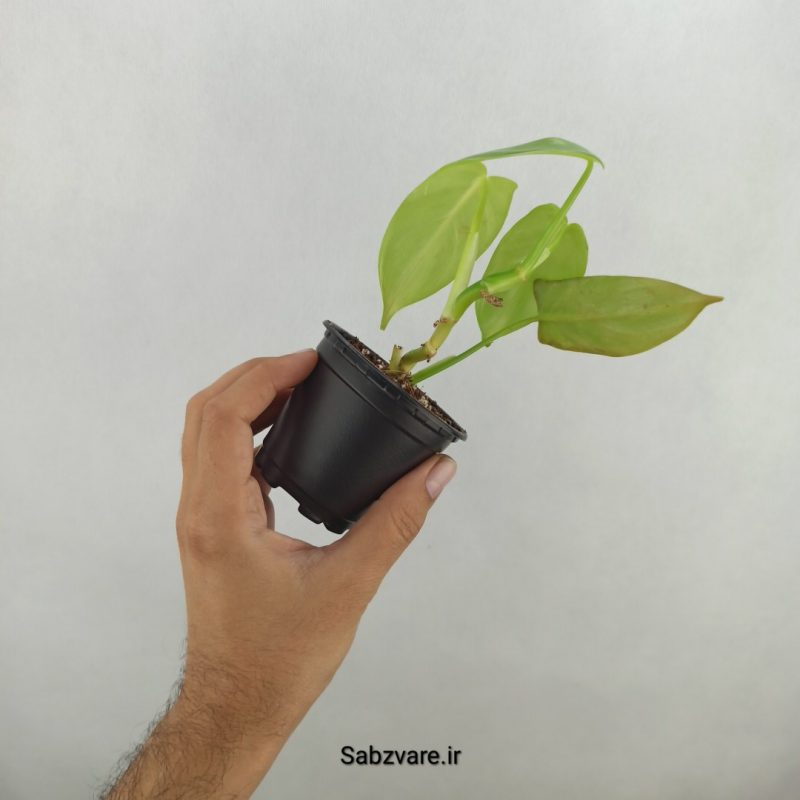 فیلودندرون برگ ویولونی (17635)