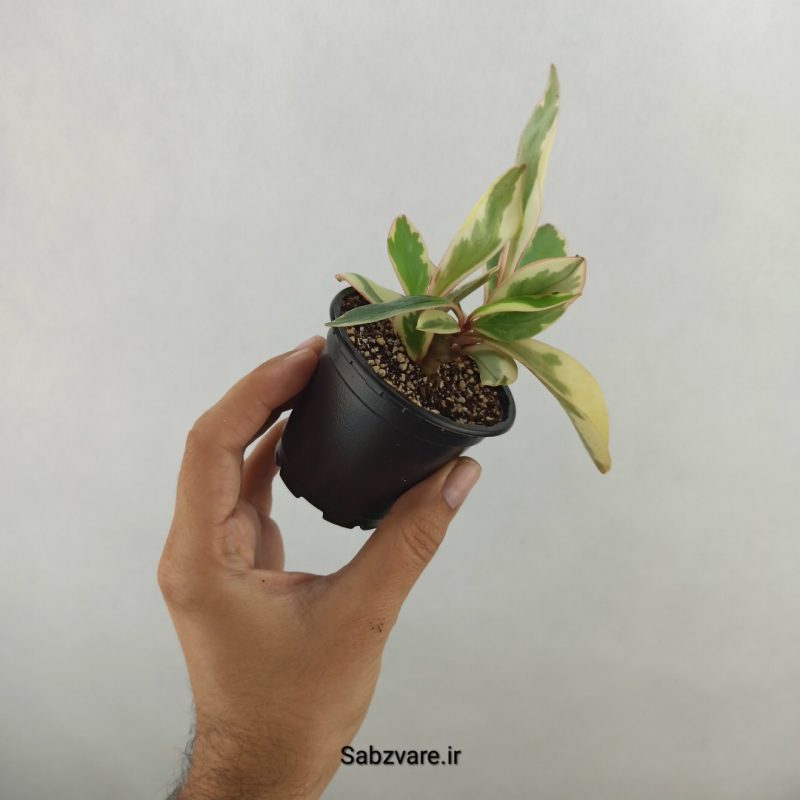 قاشقی شرابی (17633)