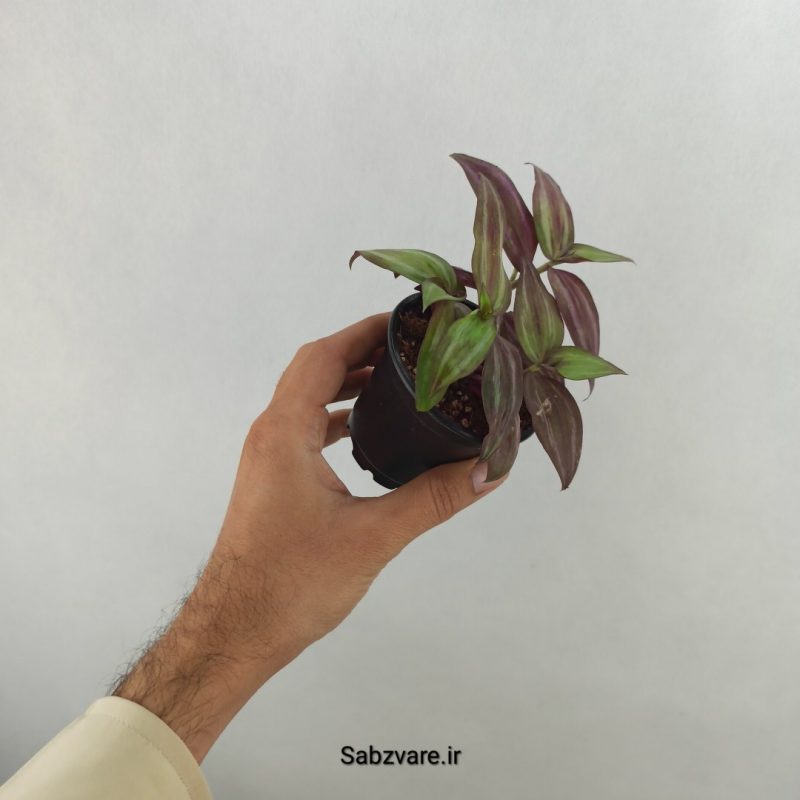 برگ بیدی پوست پیازی (17659)