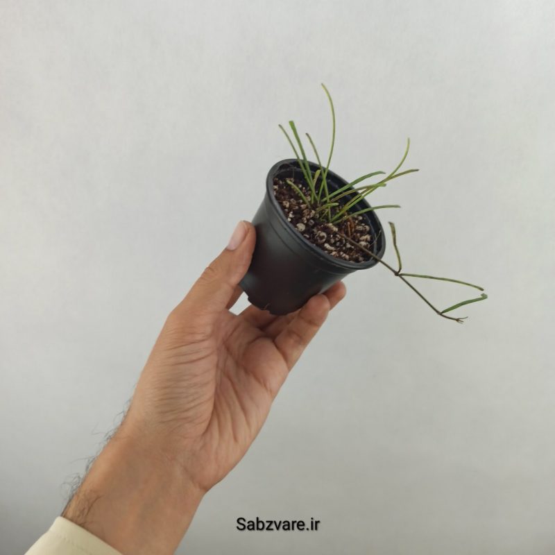 هویا رتوسا (17654)