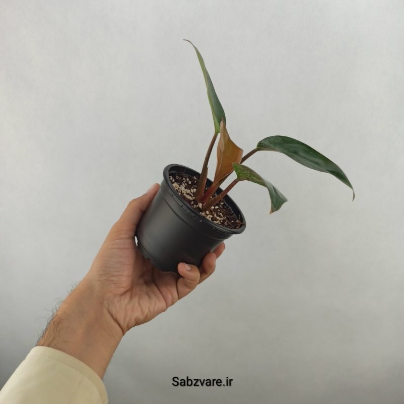 فیلودندرون رد بیوتی (17650)