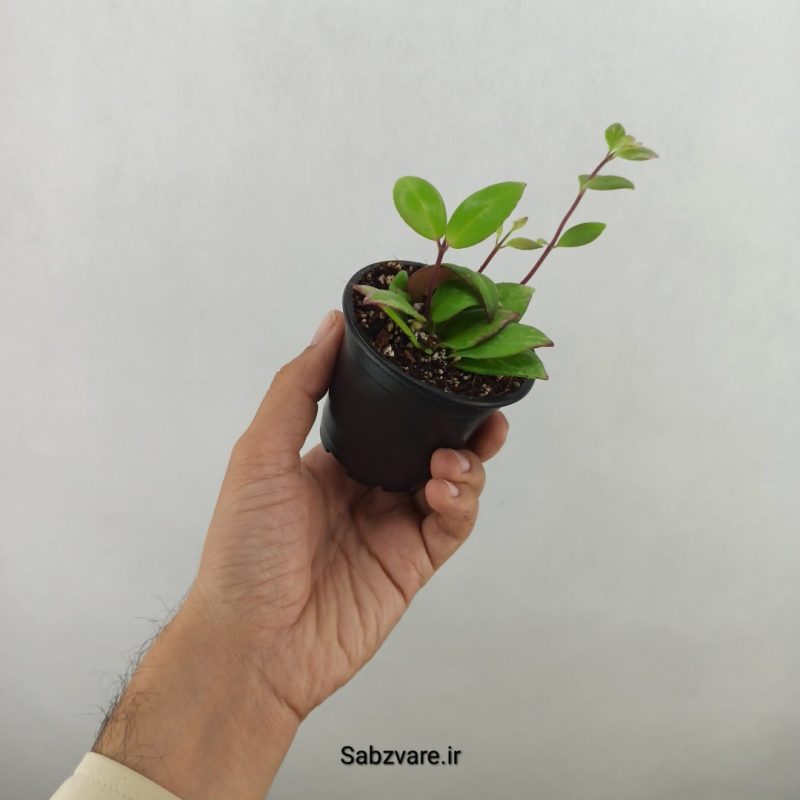 آشیانتوس رژ لبی ابلق (17649)