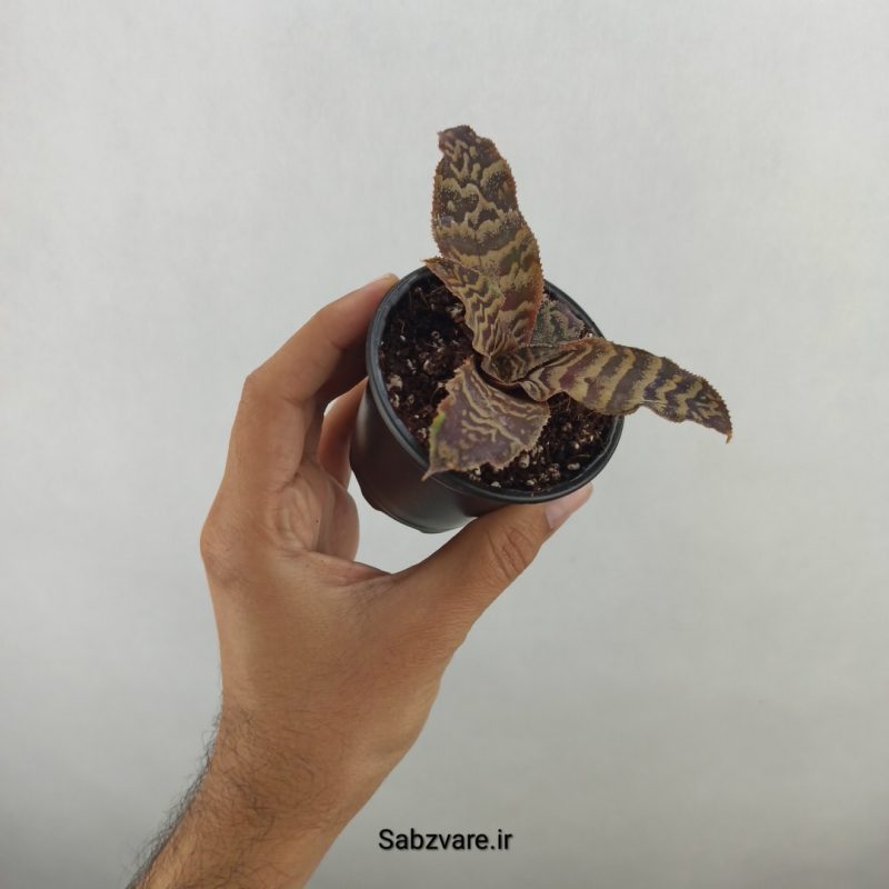 کریپتانتوس فوستریانوس (17647)