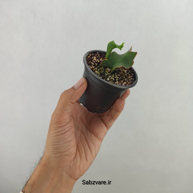 اپیفیلوم پیچ (17646)