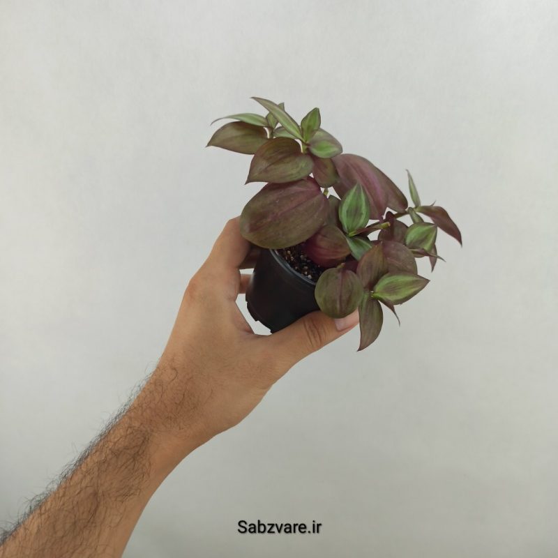 برگ بیدی پوست پیازی (17682)